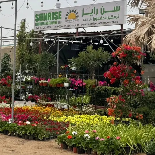 Sunrise Turfcare And Flower Nursery Warsan Dubai