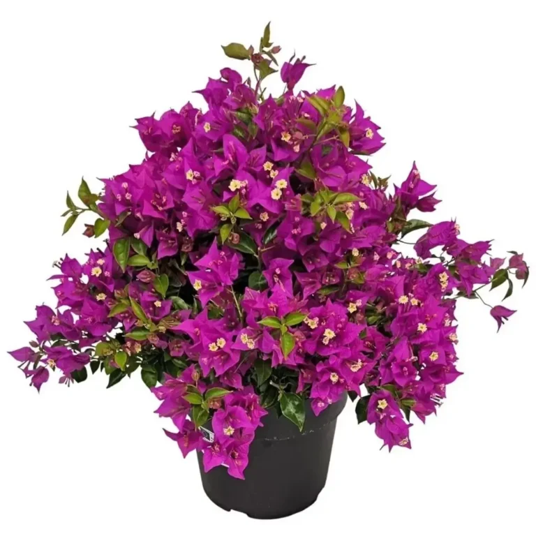 Bougainvillea Alexandra Purple