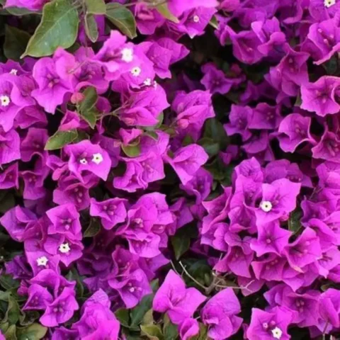 Bougainvillea Alexandra Purple