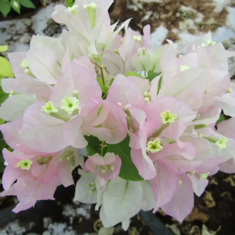 Bougainvillea Coco Ice