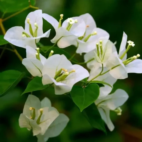 Bougainvillea Glabra White
