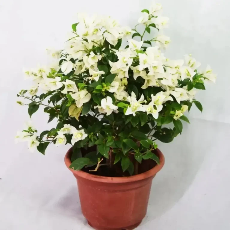 Bougainvillea Glabra White