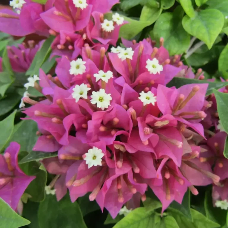 Bougainvillea Pink Pixie