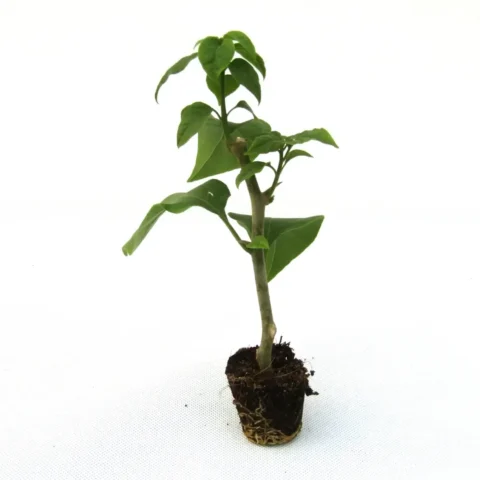Bougainvillea Spectabilis Nana Red