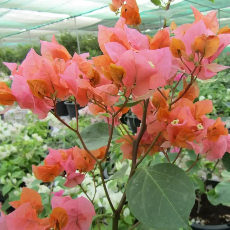 Bougainvillea Spectabilis Orange