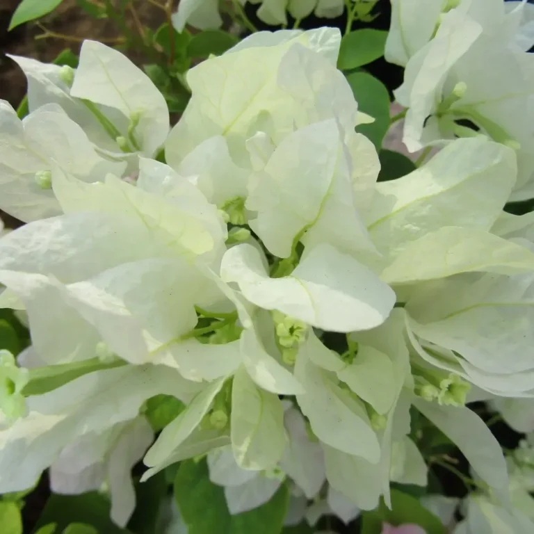 Bougainvillea Spectabilis White