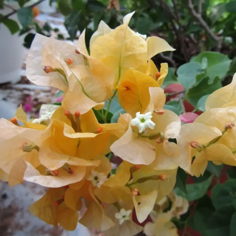 Bougainvillea Spectabilis Yellow