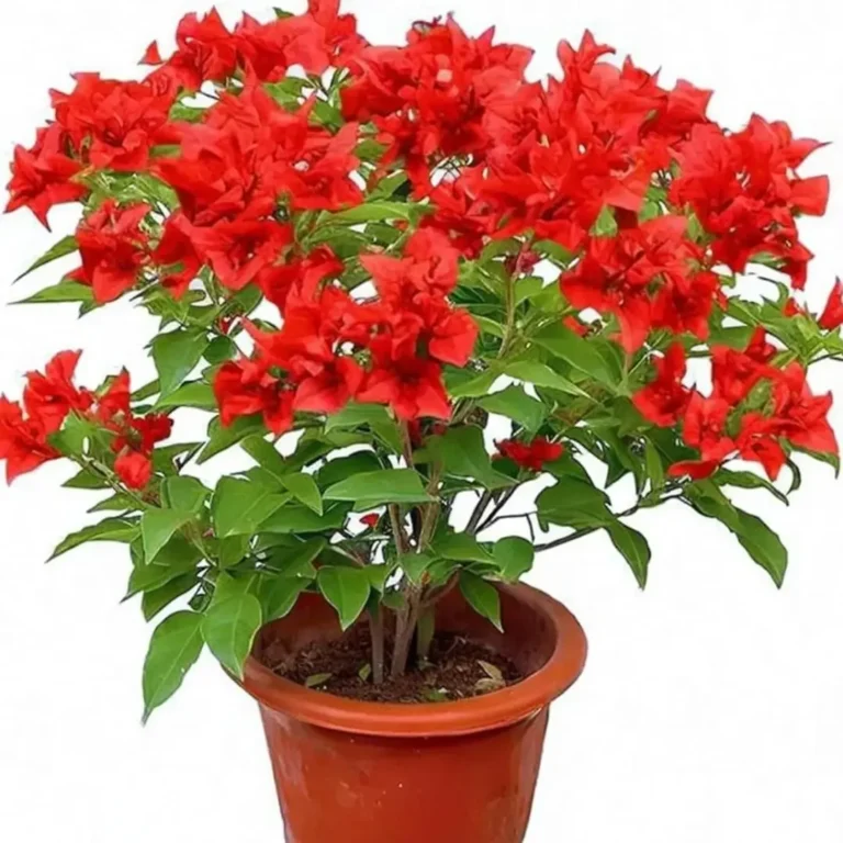 Bougainvillea Tomato Red