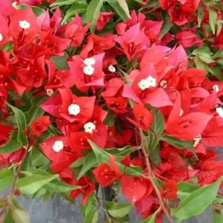 Bougainvillea Tomato Red