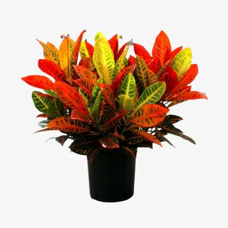 Croton Petra