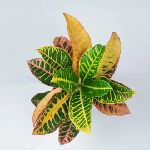 Croton Petra