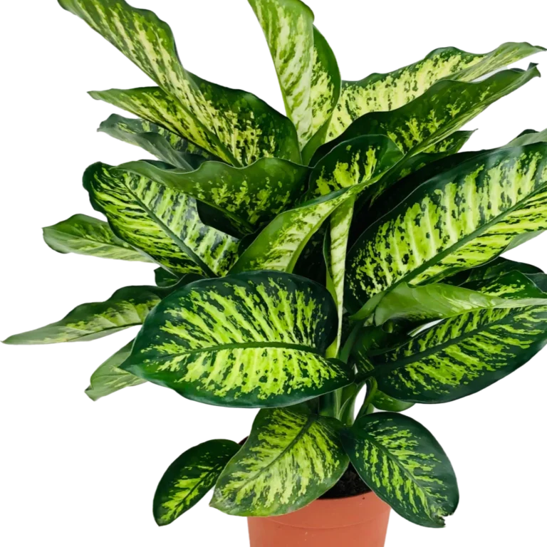 Diffenbachia maruba