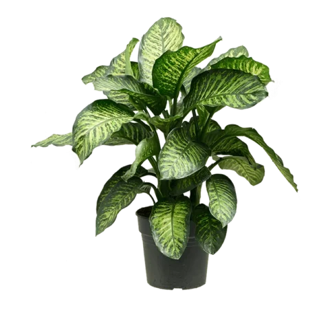 Diffenbachia maruba
