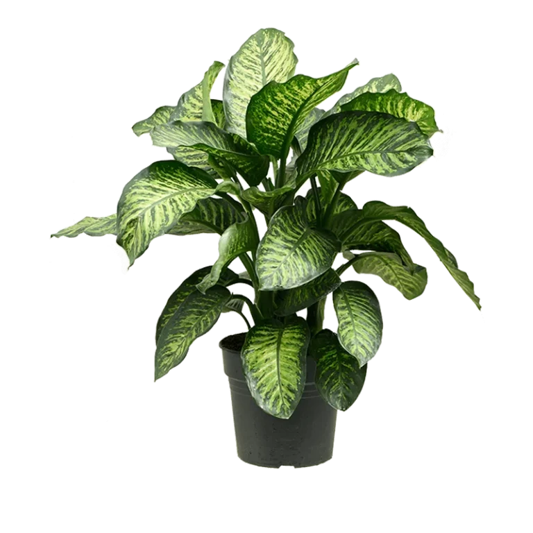 Diffenbachia maruba
