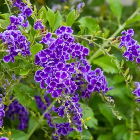 Duranta Green