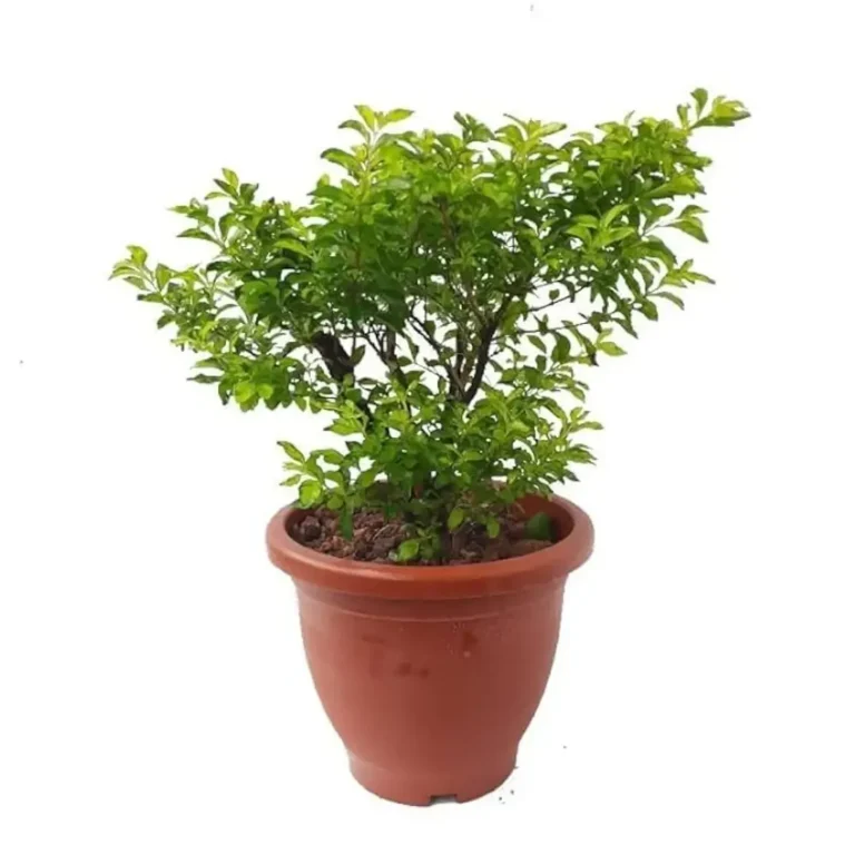 Duranta Green
