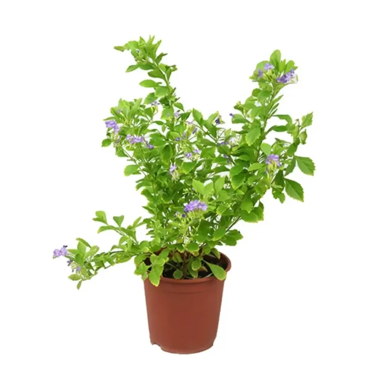Duranta Green