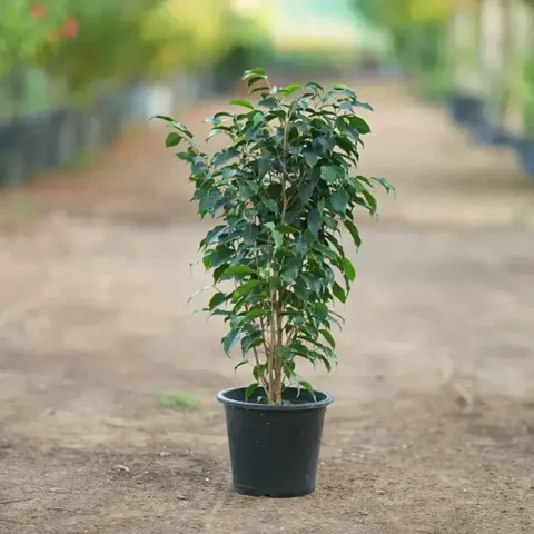 Ficus Banjamina (Weeping Fig)