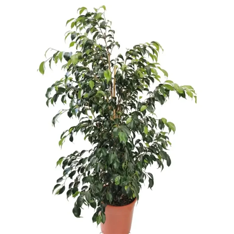 Ficus Banjamina (Weeping Fig)