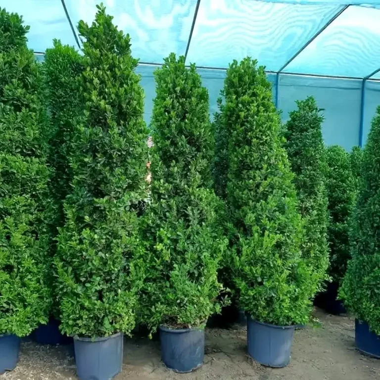 Ficus Panda