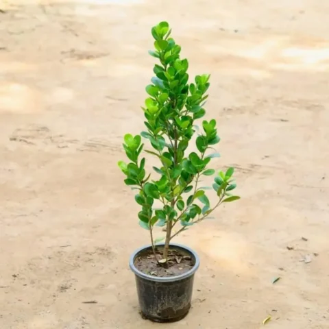 Ficus Panda