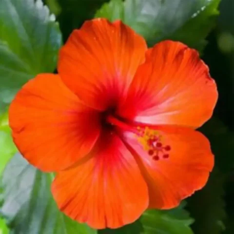 Hibiscus Orange