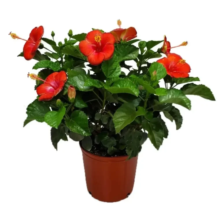 Hibiscus Orange