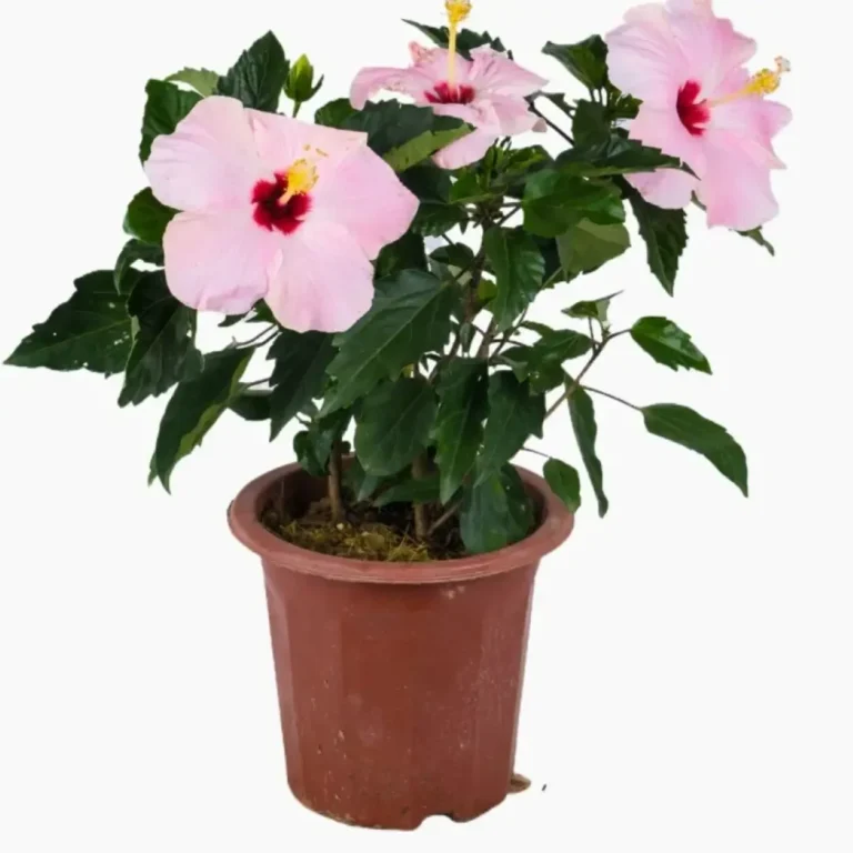 Hibiscus Pinkish White