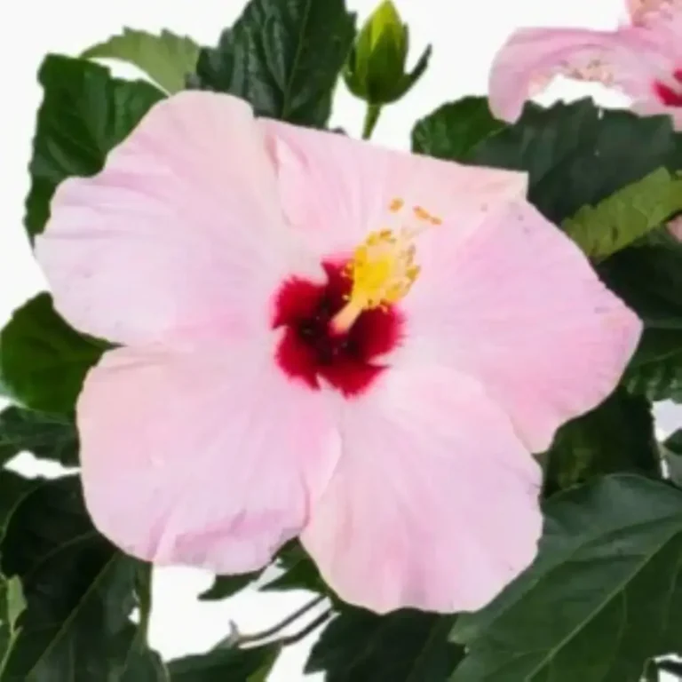 Hibiscus Pinkish White