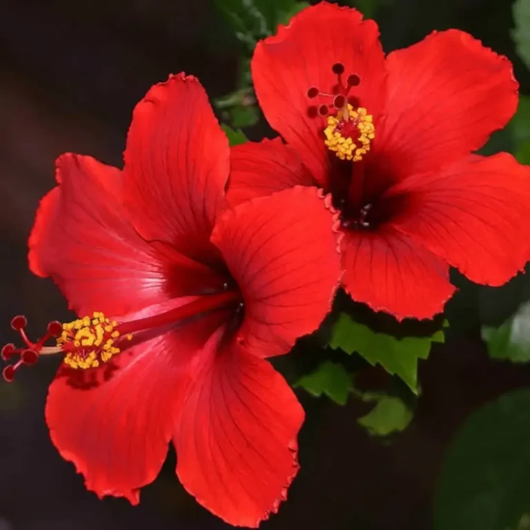 Hibiscus Rosa-Sinensis