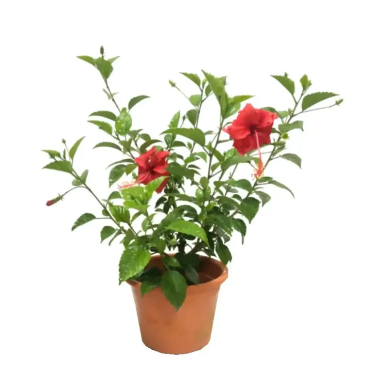 Hibiscus Rosa-Sinensis