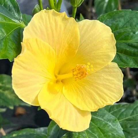 Hibiscus Yellow