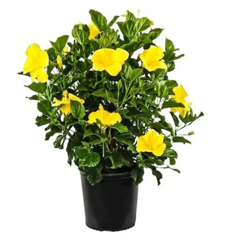 Hibiscus Yellow