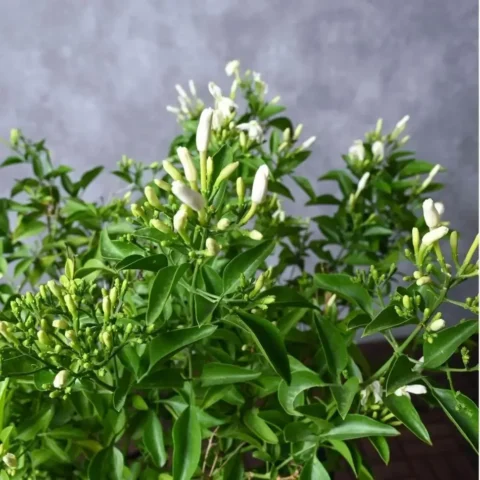 Jasminum grandiflorum