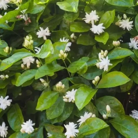 Jasminum sambac