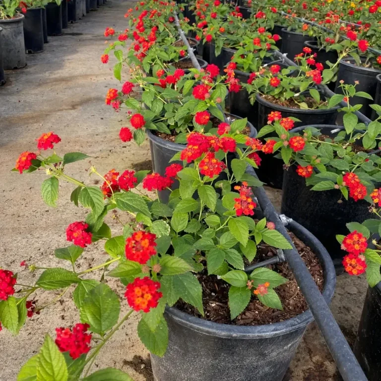 Lantana Red