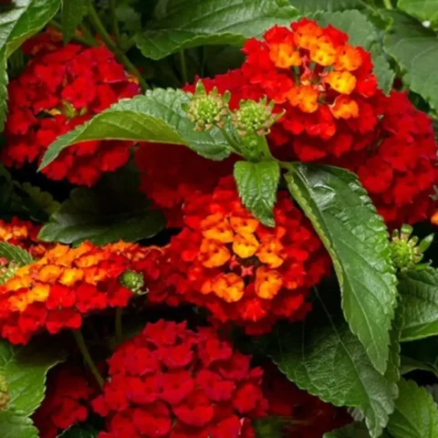 Lantana Red