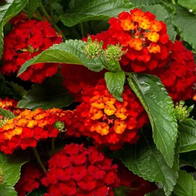 Lantana Red