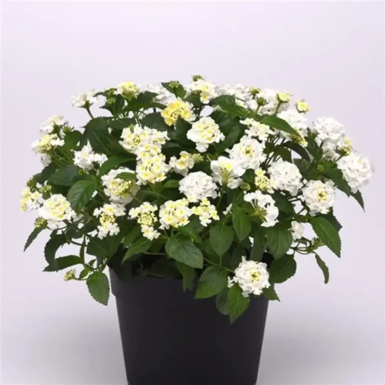 Lantana White