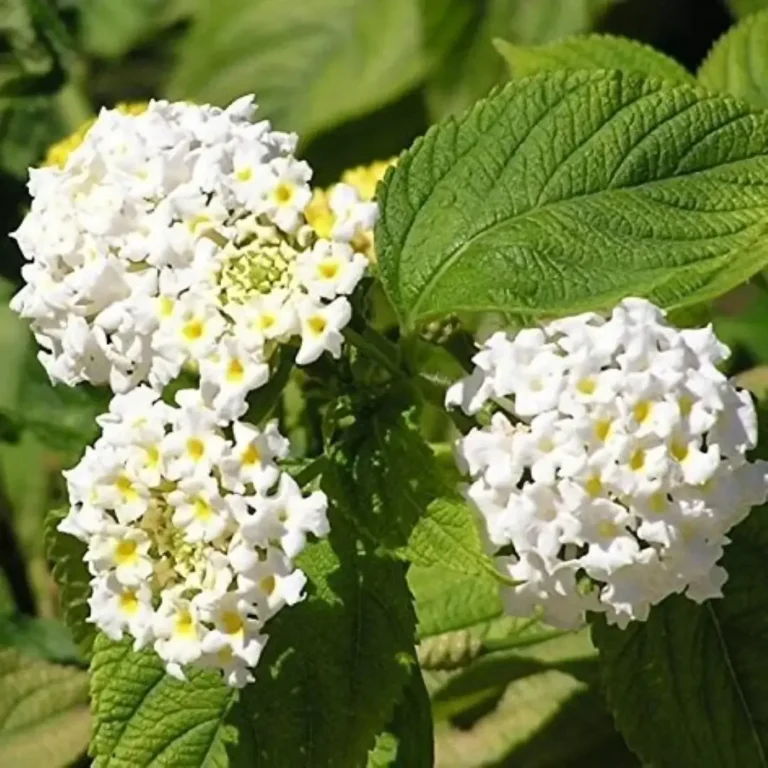 Lantana White