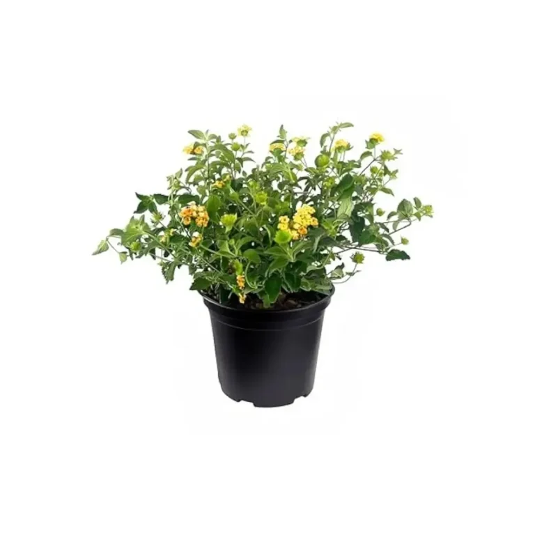 Lantana Yellow