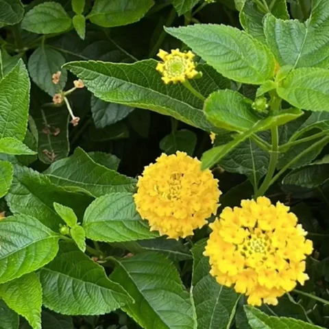 Lantana Yellow