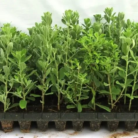 Leucophyllum Frutescens