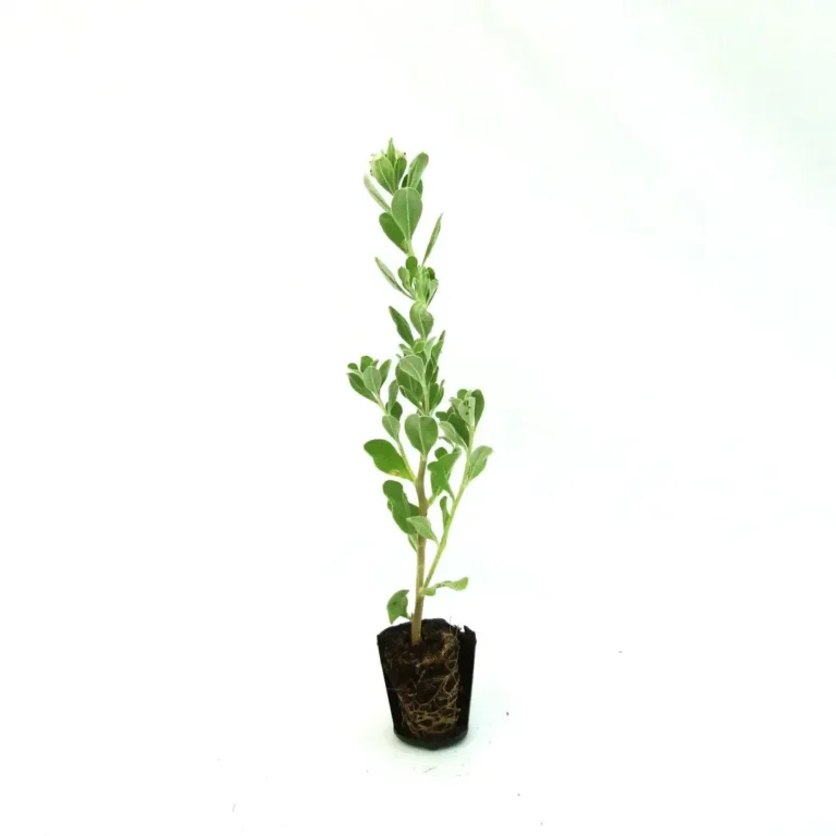 Leucophyllum Frutescens