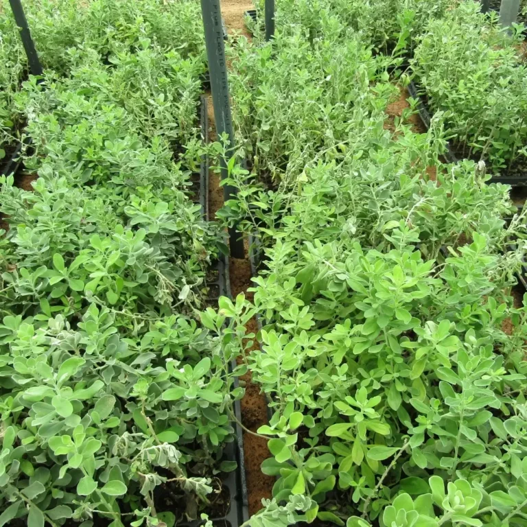 Leucophyllum Frutescens