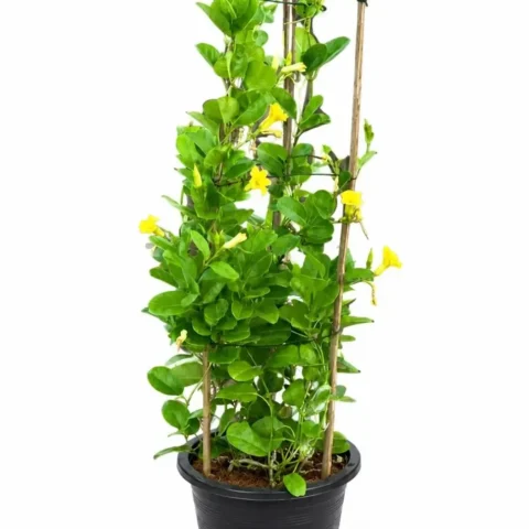 Mandevilla Yellow