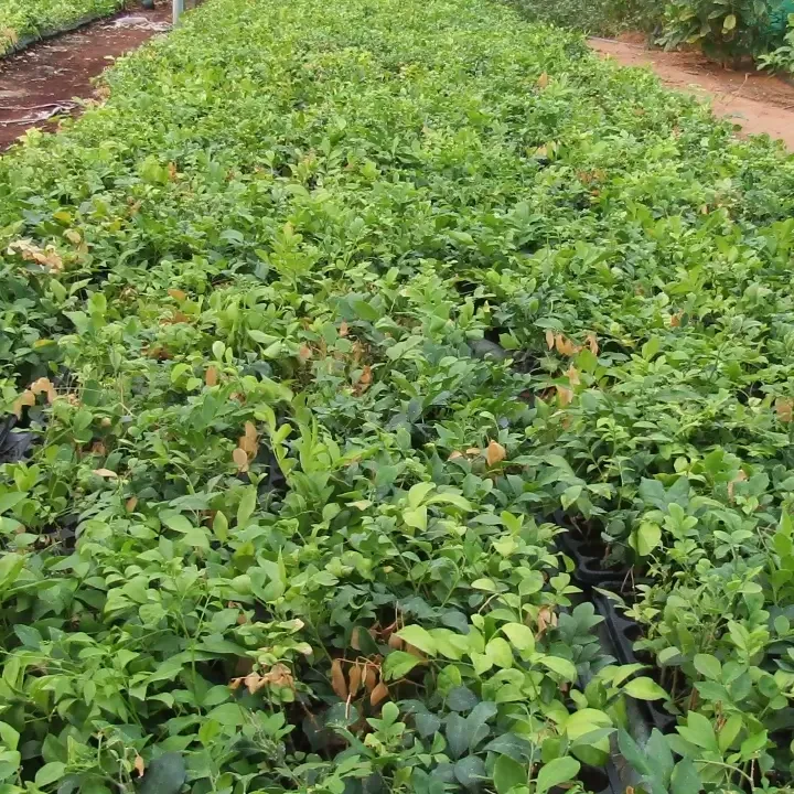 Murraya Paniculata