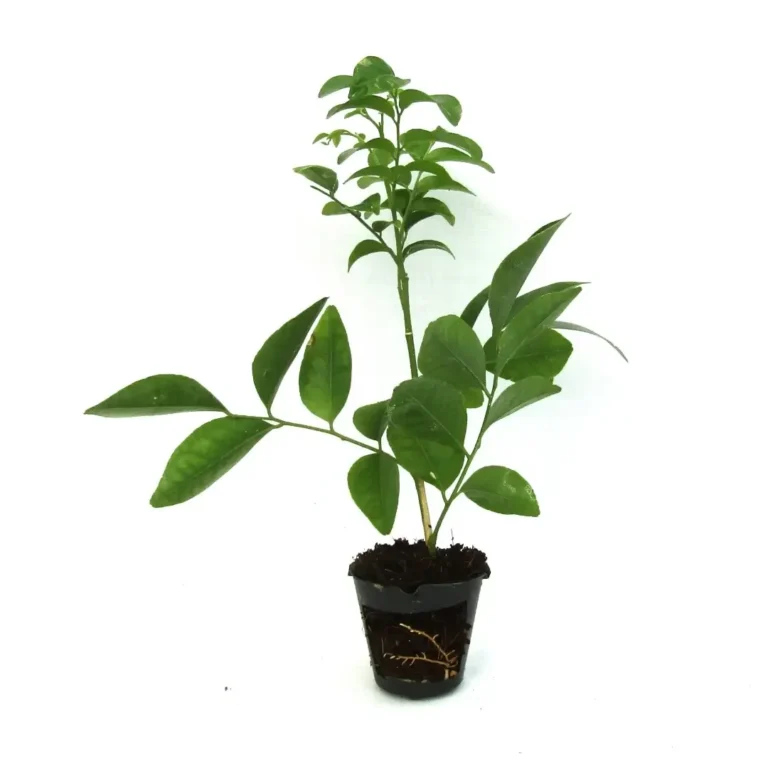 Murraya Paniculata