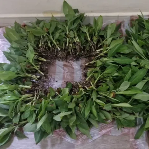 Musa Paradisiaca (Banana) Tissue Culture
