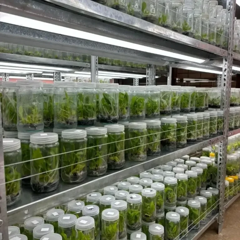 Musa Paradisiaca (Banana) Tissue Culture